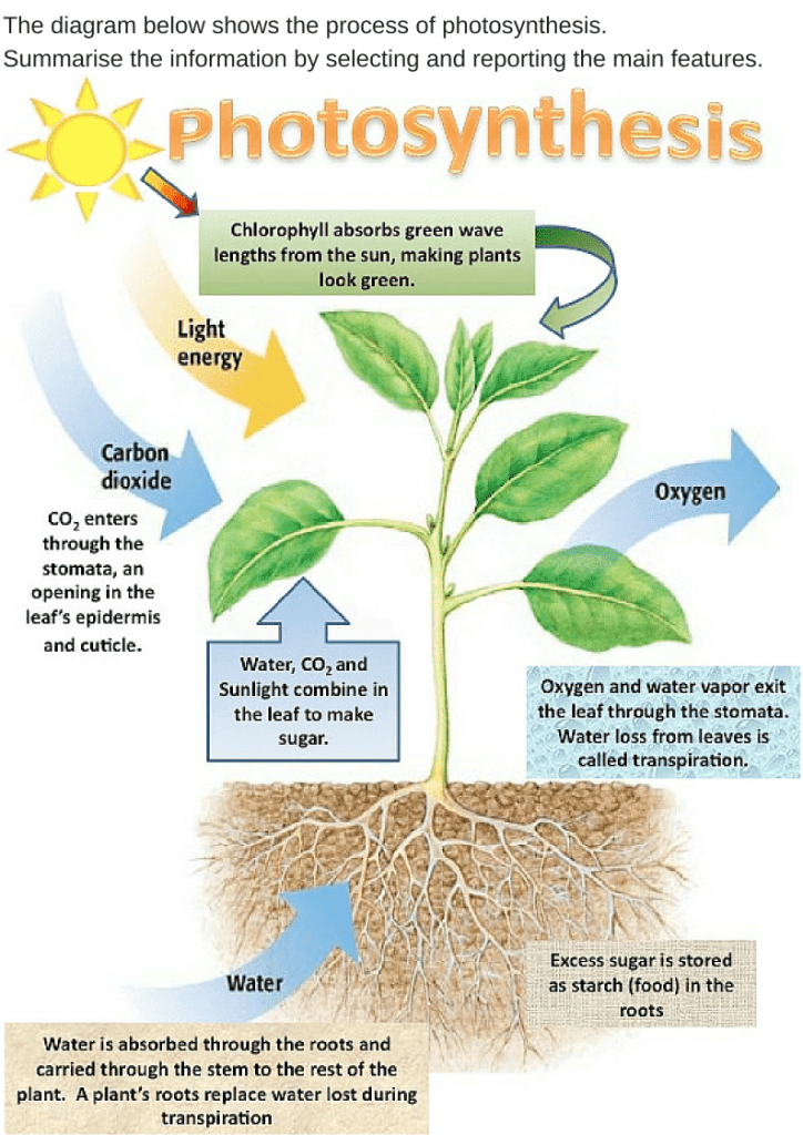 The diagram below shows the process of photosynthesis